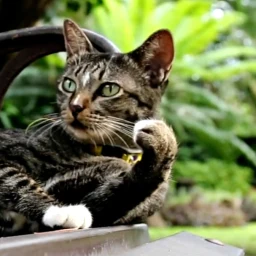 Cat Live Wallpaper 图标
